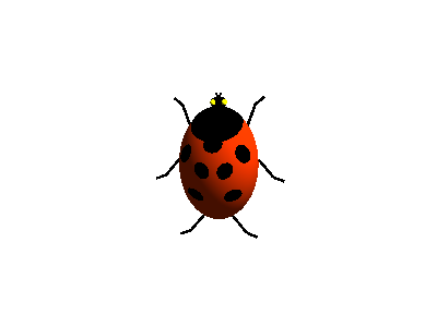 ladybug